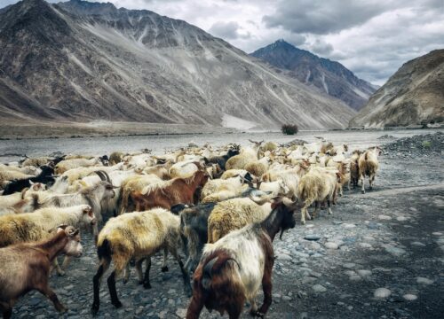 5 NIGHT 6 DAYS LEH-LEH PACKAGE